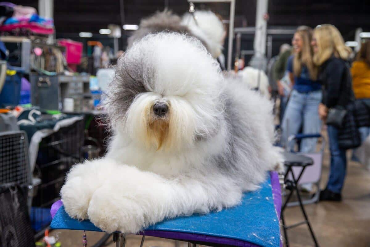 Old English Sheepdog lying on a table at the National Dog Show