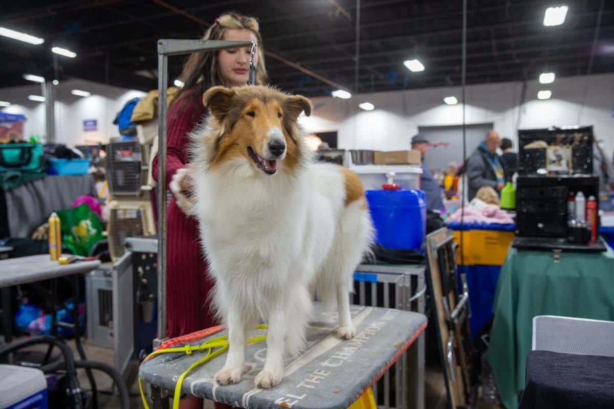 Dog being groomed at the National Dog Show