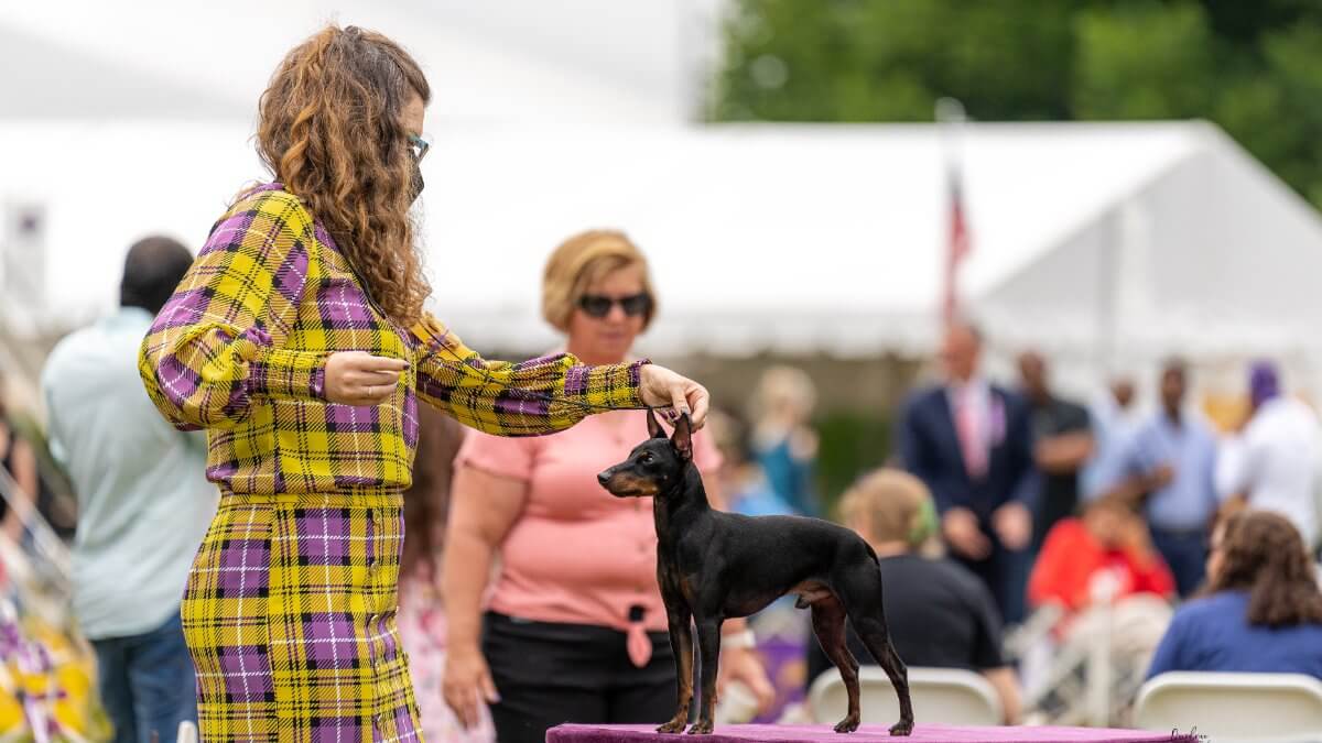 Michelle Barlak at a dog show with a Toy Manchester Terrier