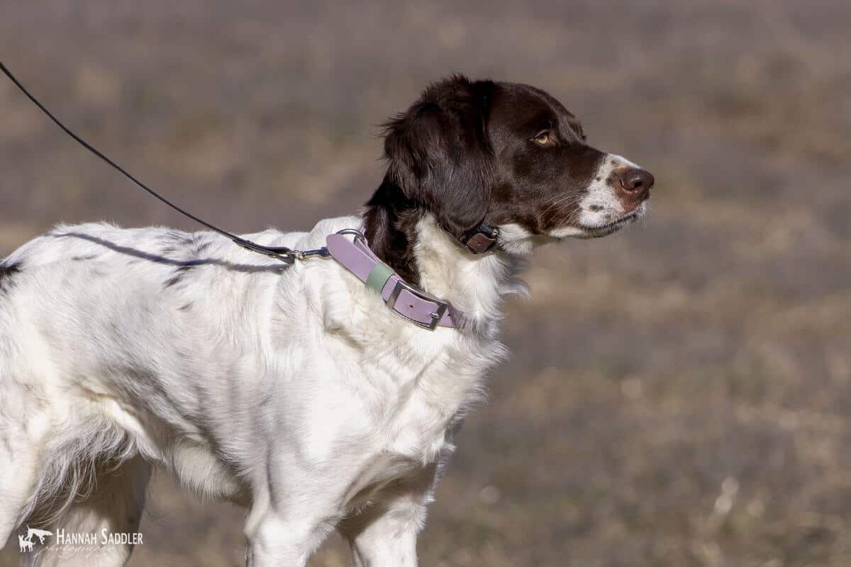 Side profile photo of a Drentsche Patrijshond