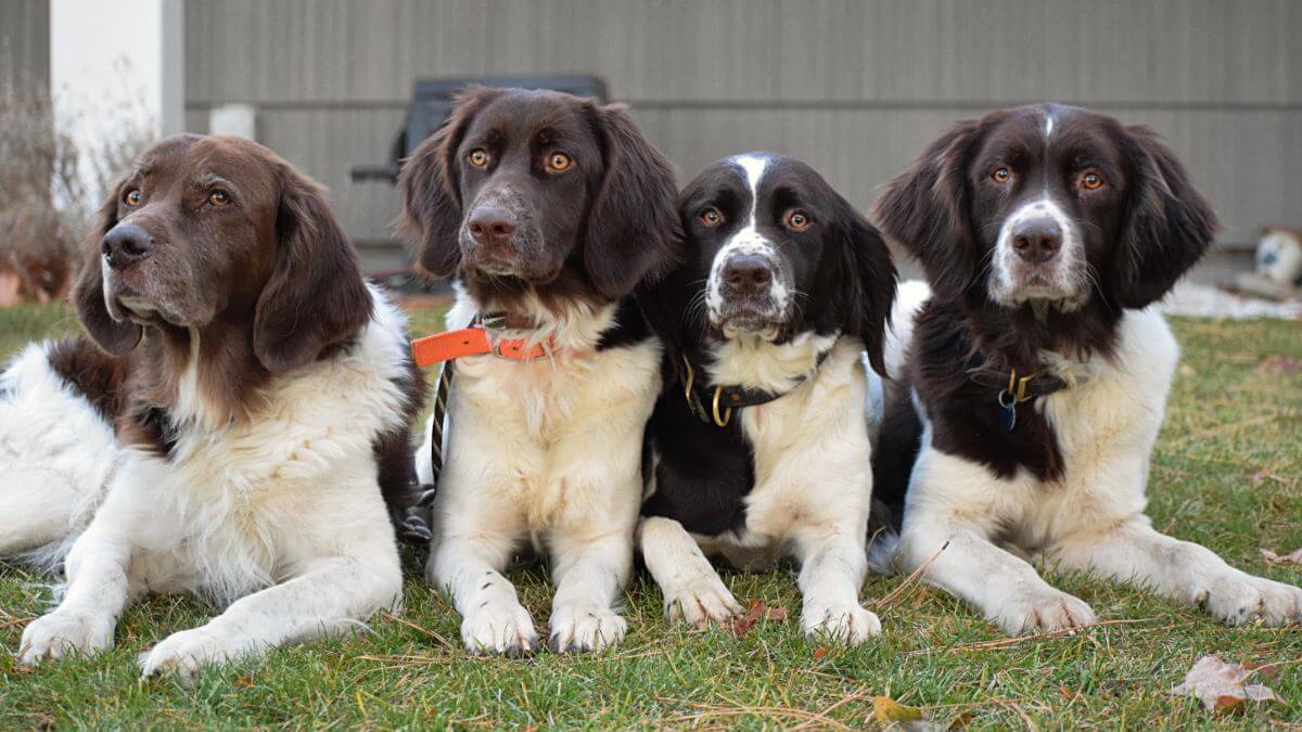 Four Drentsche Patrijshond dogs lying in the yard