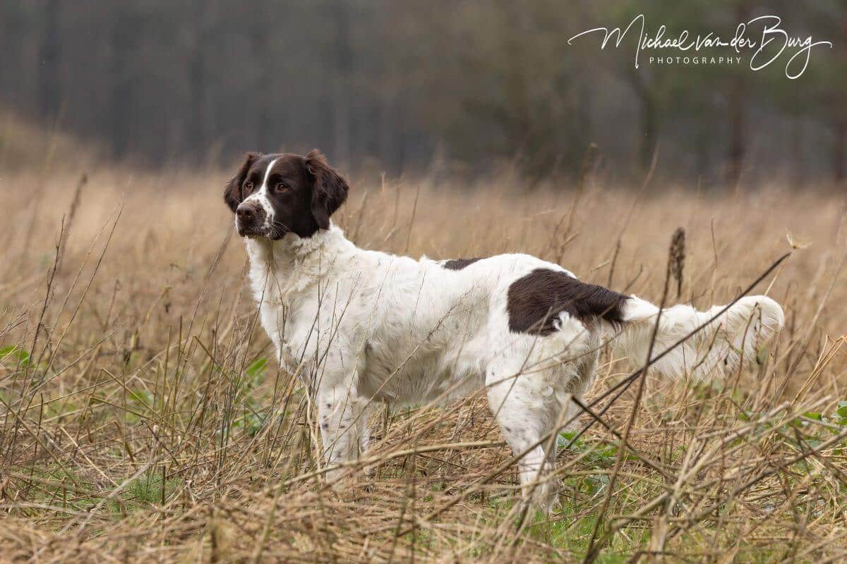 Drentsche Patrijshond in the field