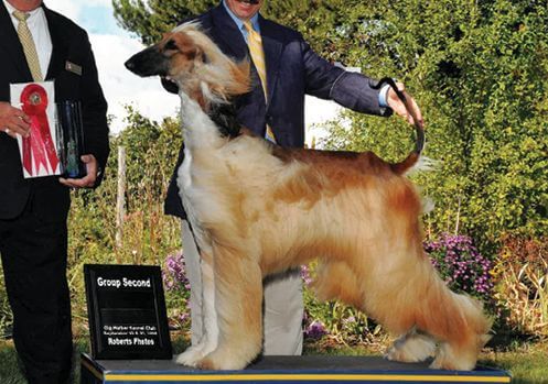 GCh Cheri-A’s Schiaparelli, “Gio”