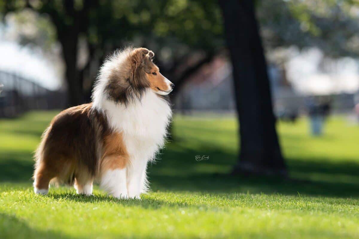 Kensil Shetland Sheepdog