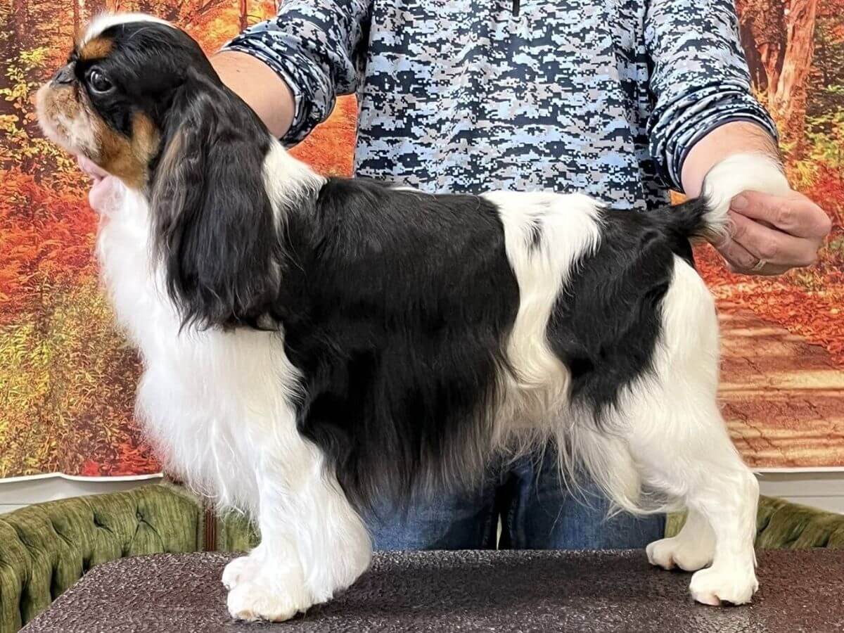 GCh Clussexx Big Man On Campus, “Edwin”