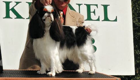 BIS BISS GCh Cheri-A Wingo Lord Nelson, “Nelson”