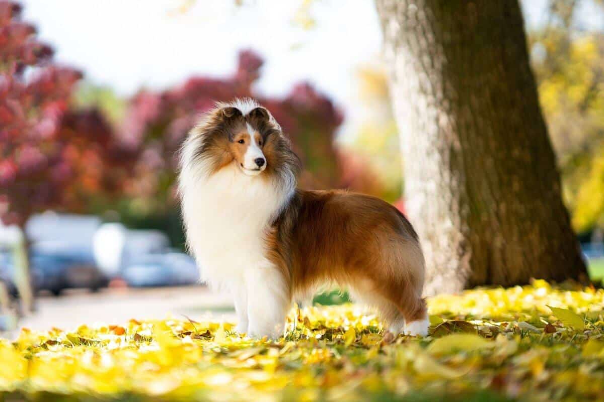 Kensil Shetland Sheepdog