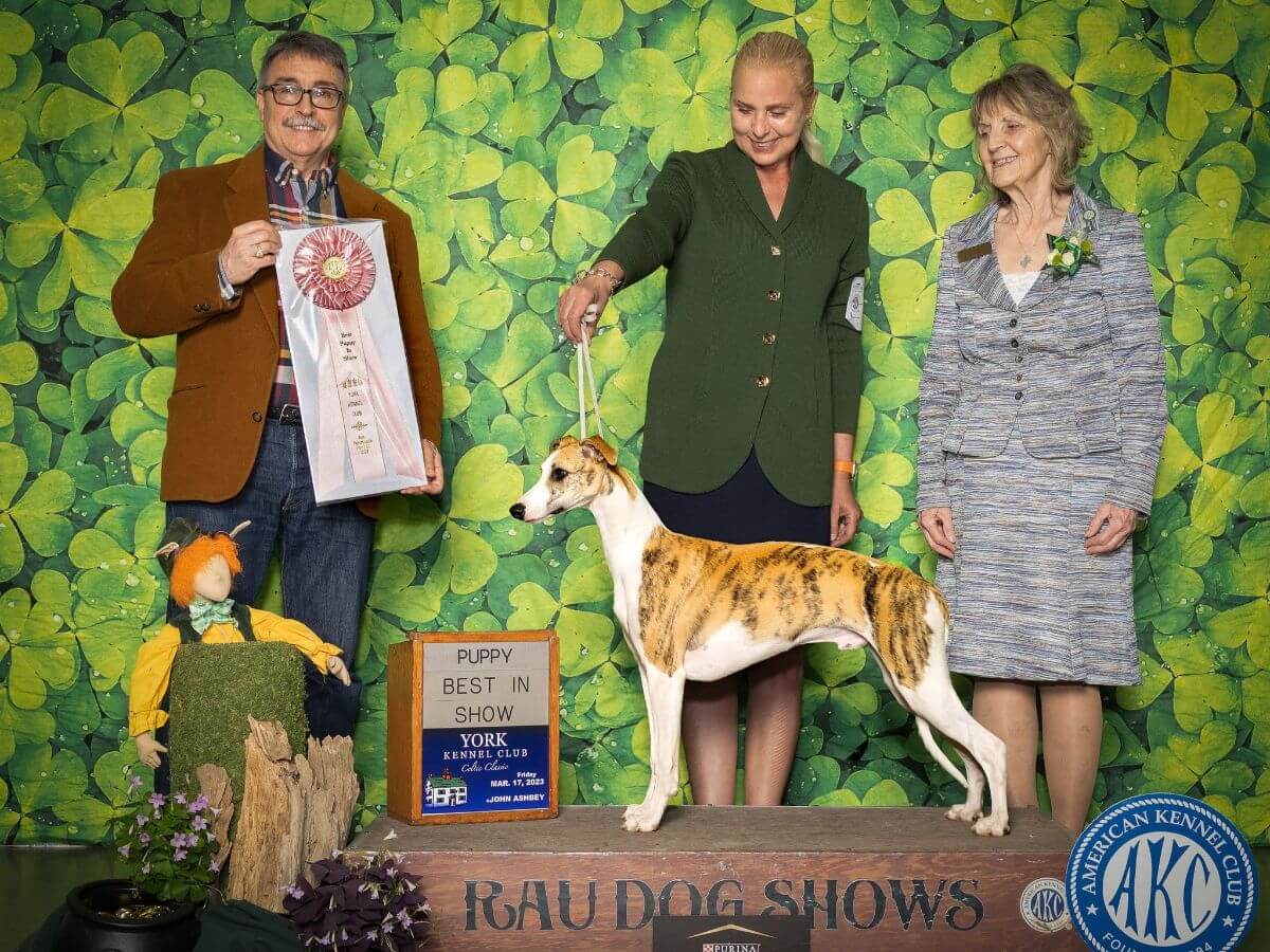 Jerome Elliott judging 2023 Best Puppy in Show, York Kennel Club.