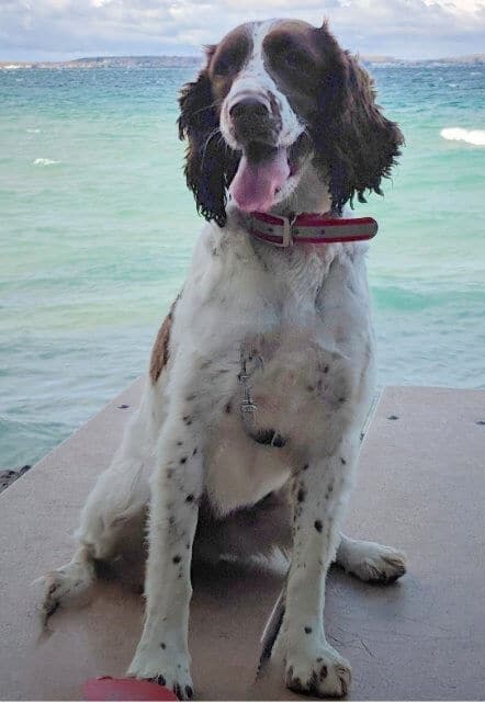 English Springer Spaniel "Maple" is sitting on a dock near the ocean, looking at the camera.