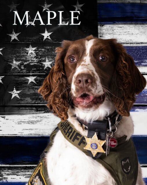 A dog wearing a badge and a vest is sitting in front of an American flag.