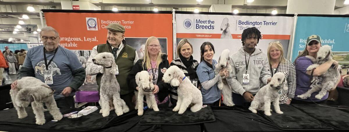 Gina DiNardo, President of the AKC, stops by to visit the Bedlington Terriers that came out in force. Having this many supporters enables both dogs and humans to work in tolerable shifts while being cordial and informative.