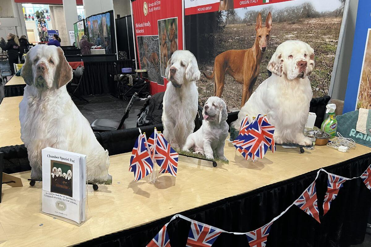 The Clumber Spaniel Club of America created this life-sized and very welcoming family of realistic stand-up cut outs to help out over two long days. The effect was perfect, stopping folks in their tracks to ask about the breed.
