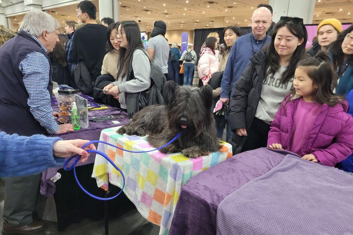 Low-entry breeds have the most to gain from public outreach at MTB. Skye Terriers (and Michael Pesare) have been in attendance since the very first running of the event in 2009.