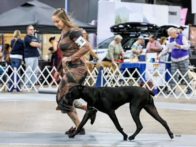Meet the Owner Handler: Brook Radwanski