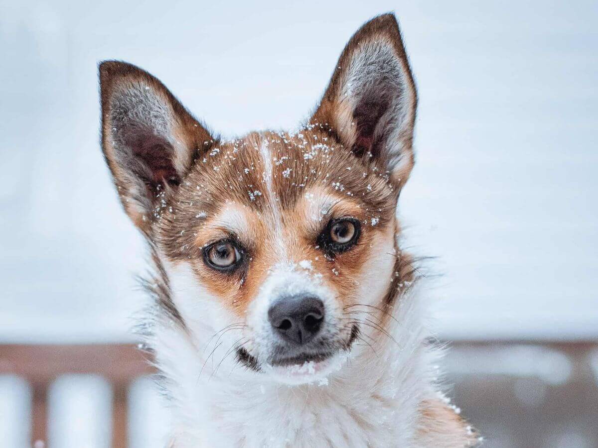 photo courtesy of Norwegian Lundehund Association of America