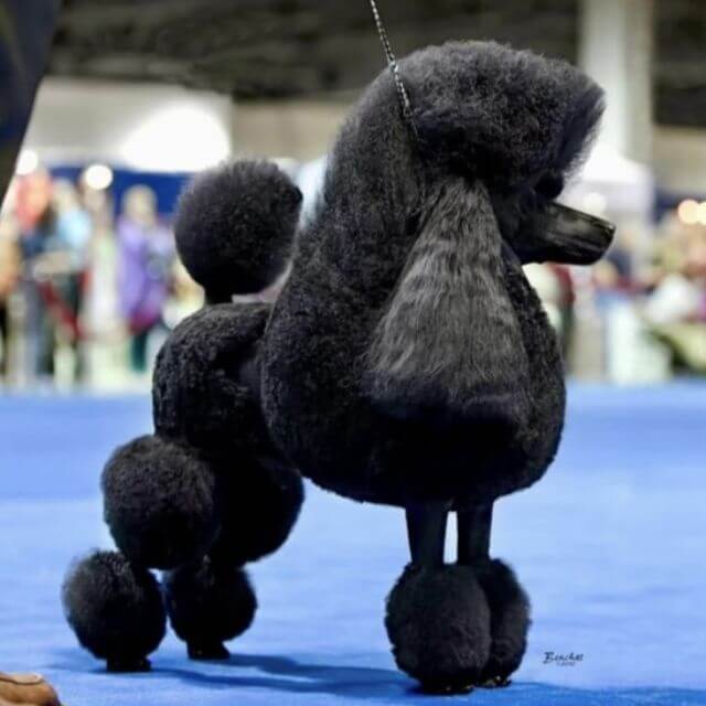 Poodle