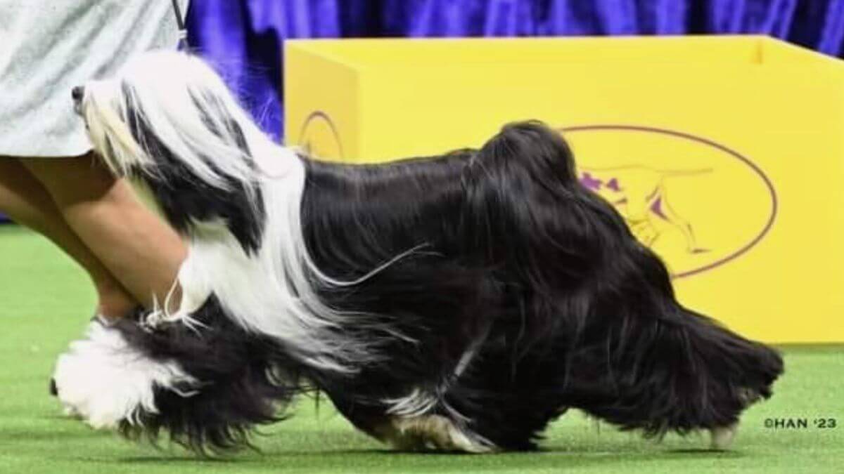 Dog at a WKC dog show