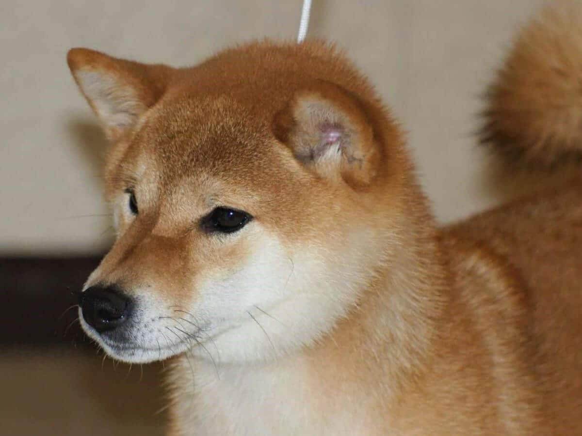 Shiba Inu