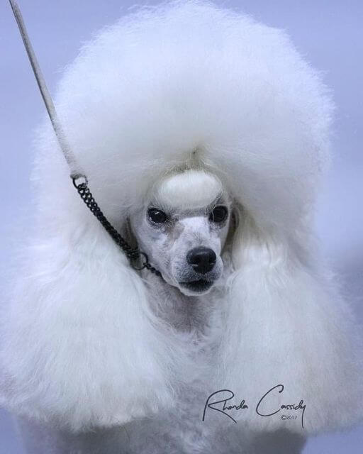 Poodle