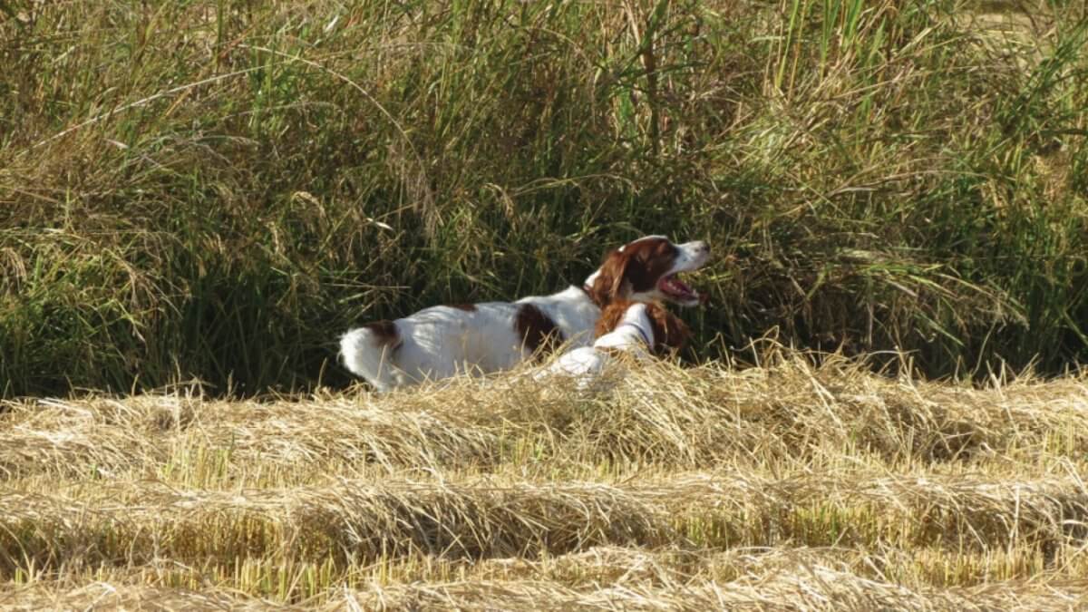 Two Irish Red and White Setters in the field