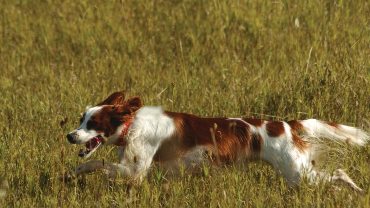 Irish Red and White Setter running in the field