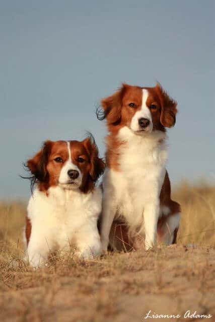 Two Nederlandse Kooikerhondje dogs in the field