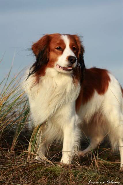 Nederlandse Kooikerhondje in the field