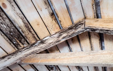Holzzerstörende Pilze und Holzschädlinge