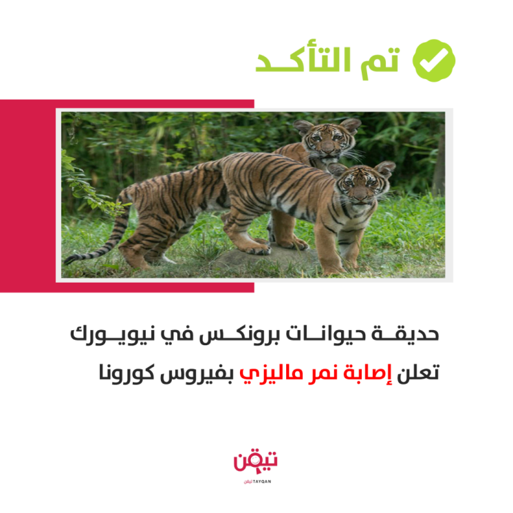 فيروس كورونا يصيب أنثى نمر في حديقة حيوانات بأمريكا