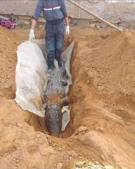ما حقيقة نفوق التمساح الوحيد في قطاع غزة؟