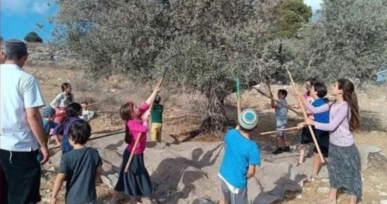 صورة قديمة لقطف المستوطنين لثمار الزيتون 