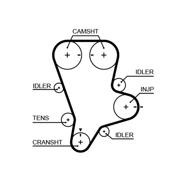 Courroie crantée GATES 5644XS