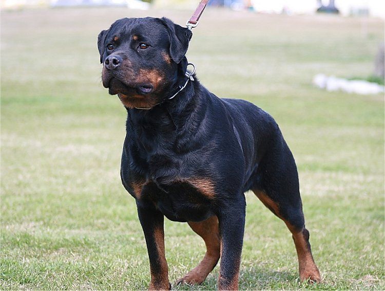 Shrytri Rottweilers Χάθηκε σκυλί ROTTWEILER