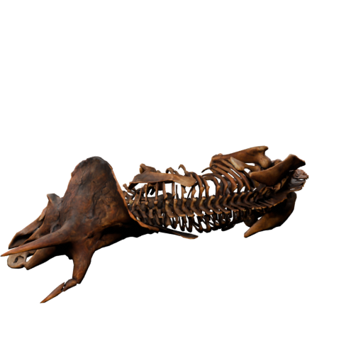 Animated triceratops skeleton