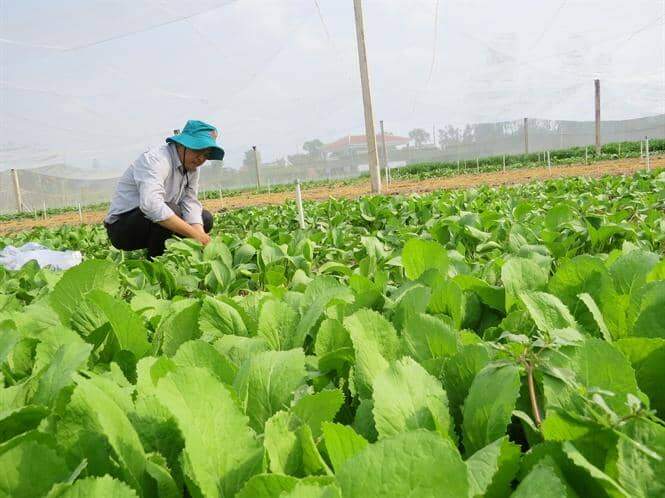 Ngành kinh tế sinh thái không ngừng phát triển