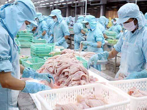 Đang phục hồi tốt nhưng xuất khẩu cá tra có nguy cơ bị đứt gãy vì thiếu nguyên liệu