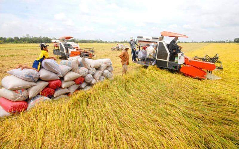 Giá lúa gạo đồng loạt tăng, thị trường xuất khẩu gạo sôi động