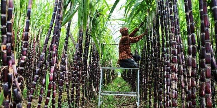Tây Ninh: Doanh nghiệp tăng giá mua mía lên 20.000 đồng/tấn