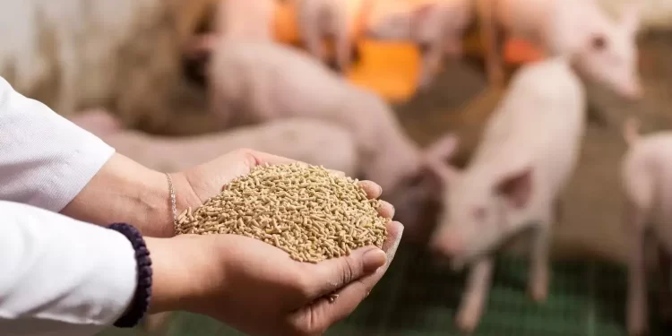 Ngành chăn nuôi heo gặp khó, lãi ròng BAF năm 2022 giảm 9%