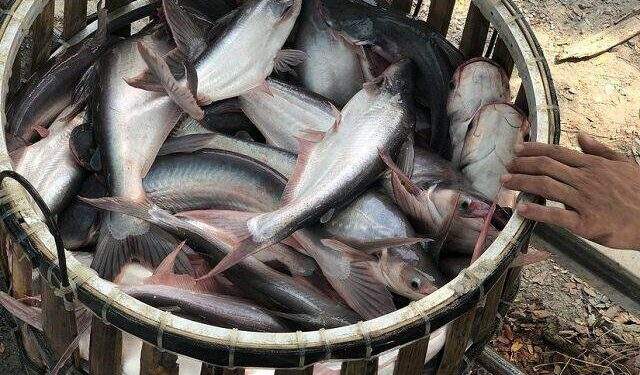Doanh thu xuất khẩu VHC xuống mức thấp nhất từ tháng 2/2021 1 Doanh thu xuất khẩu VHC xuống mức thấp nhất từ tháng 2/2021