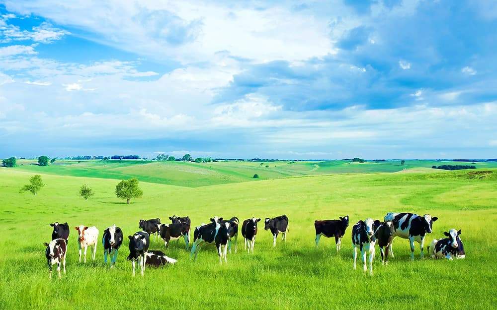 Phú Yên có thêm một dự án chăn nuôi bò công nghệ cao