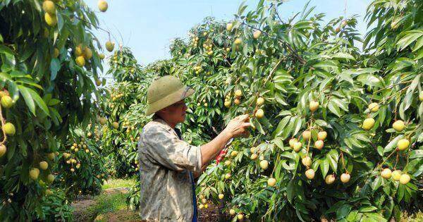 Siết chất lượng vải thiều xuất khẩu sang Nhật