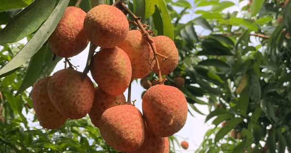 Xuất khẩu nông lâm thủy sản 5 tháng mang về 20,6 tỉ USD