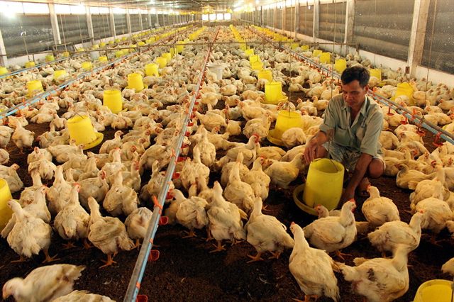 Ngành nuôi gia cầm lo thua lỗ, phá sản hàng loạt 5 Ngành nuôi gia cầm lo thua lỗ, phá sản hàng loạt