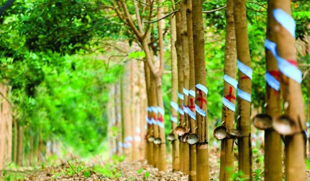 Cao su Phước Hòa đặt kế hoạch lãi sau thuế công ty mẹ 2023 đi lùi 36%