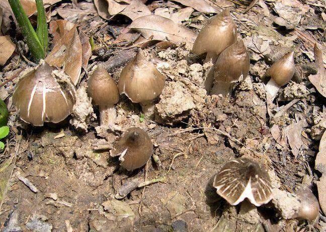 Nấm mối, lộc trời ban tặng