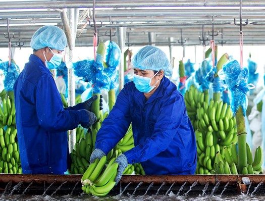 HNG có quý lỗ thứ 9 liên tiếp, lỗ lũy kế vượt 7.2 ngàn tỷ
