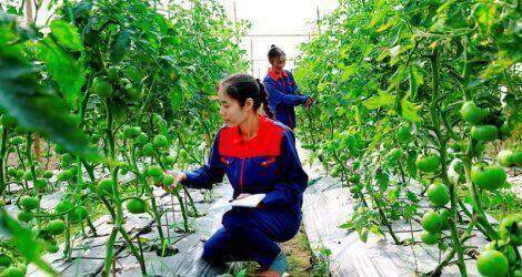 Hà Nội đẩy mạnh phát triển nông nghiệp ứng dụng công nghệ cao