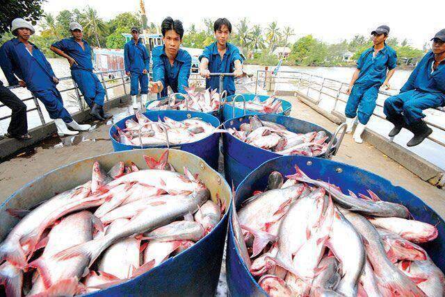 VHC sẽ nâng vốn lên 2,224 tỷ thông qua chia cổ tức lẫn phát hành ESOP