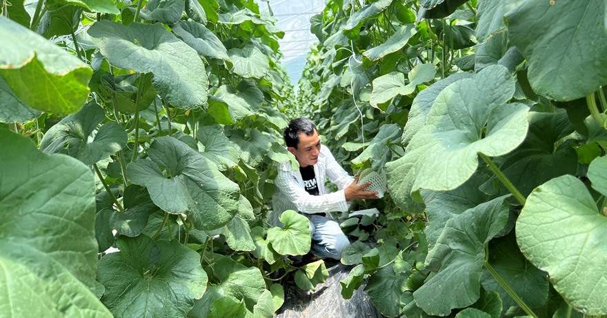 Agribank góp phần phát triển nông nghiệp công nghệ cao tại Ninh Thuận